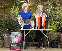 Vallarity Elfin Oak, Reserve In Show & Junior In Show