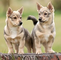 Vallarity Pups