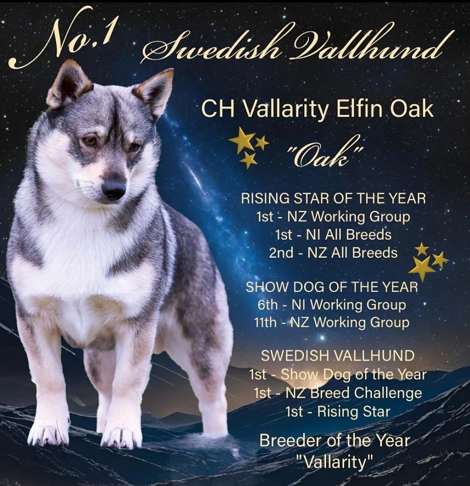 New Zealands most successful Swedish Vallhund to date